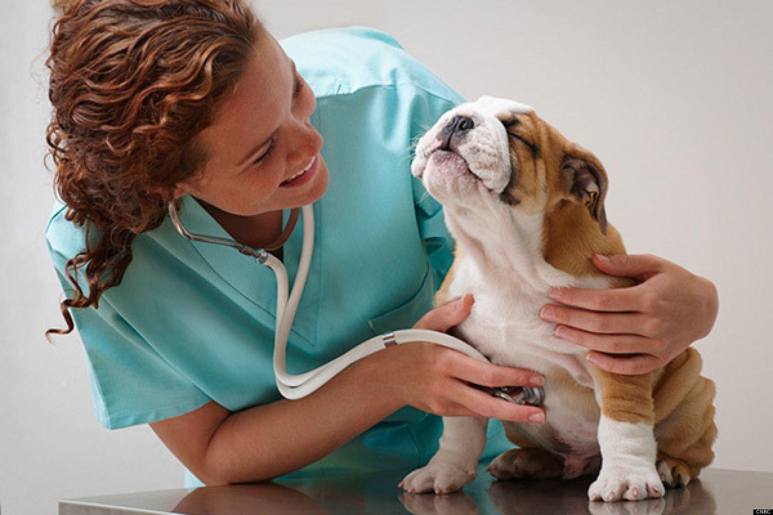 В среднем собак в возрасте до 12 месяцев приводят в ветеринарную клинику 2 раза за год