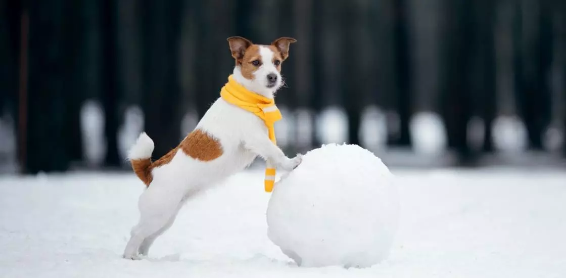 Стоит отметить, что собаководы не забыли и про главных героев новогодних праздников: Деда Мороза и Снегурочку