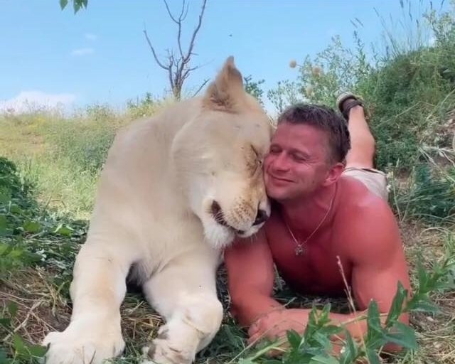 Новая любовь: Роман Курцын показал нежное видео с львицей 