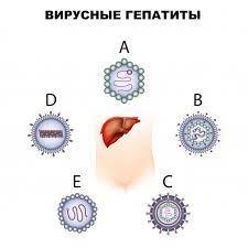 Вирусные гепатиты иногда называют инфекционной азбукой