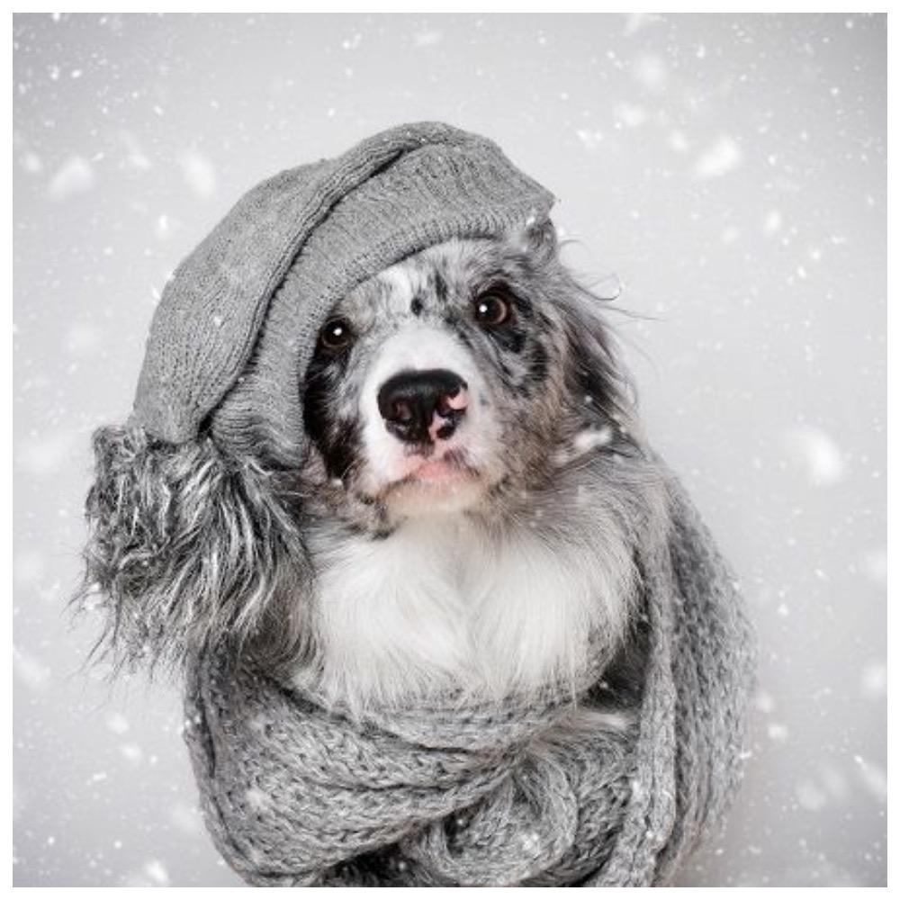 Самые популярные зимние клички собак 
