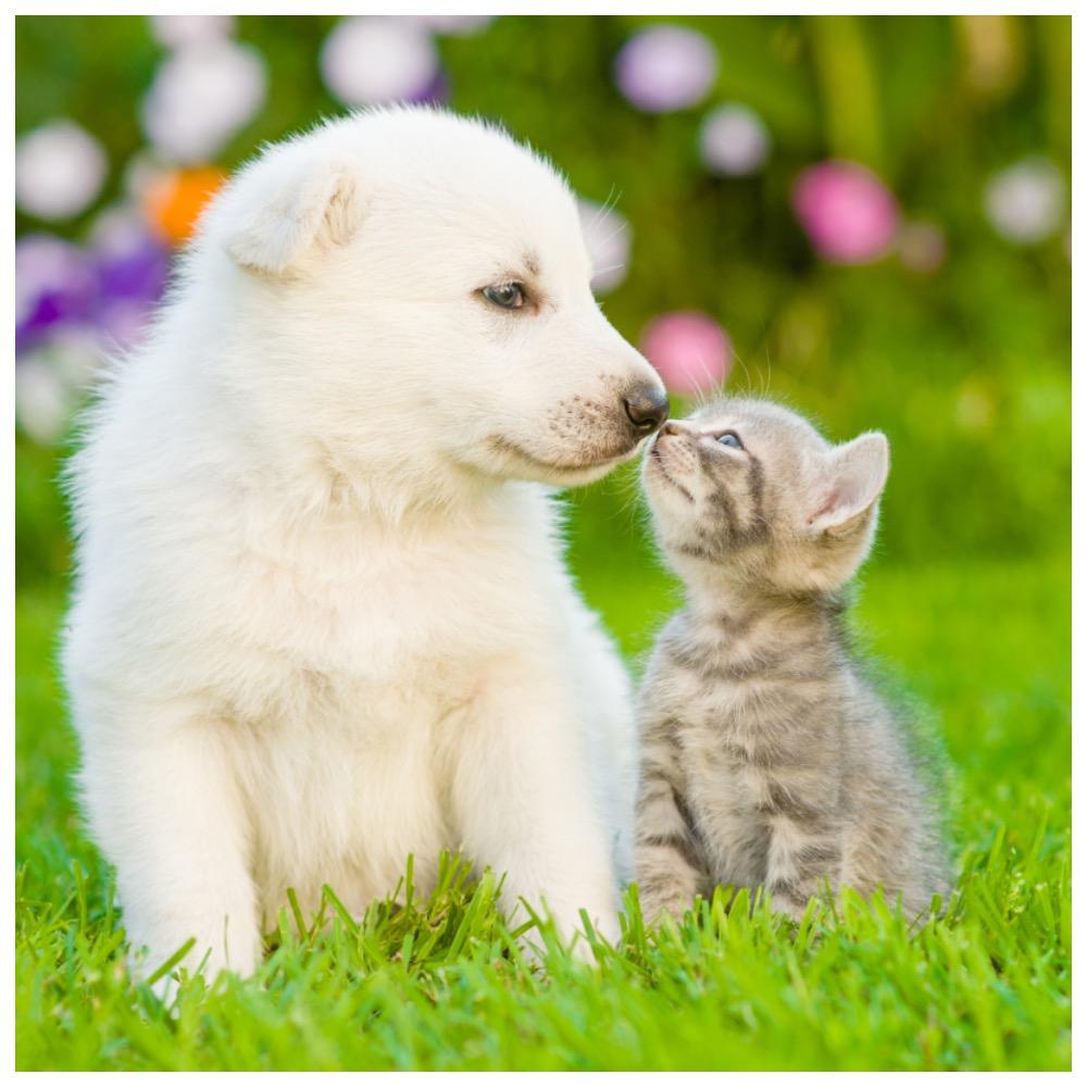 Зачем чипировать кошек и собак: рассказывает ветеринарный врач
