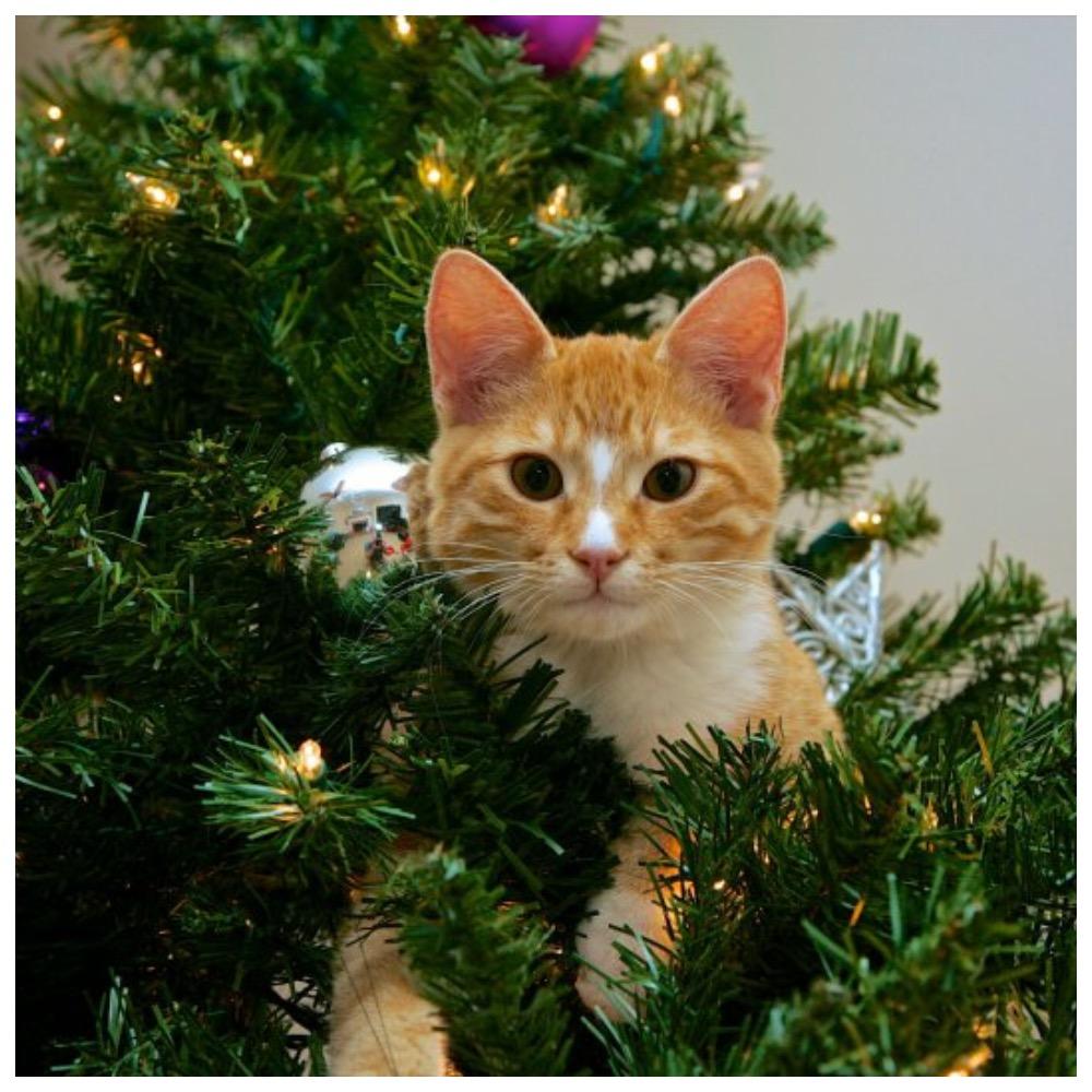 Ученые выяснили, почему кошки так часто роняют новогодние елки