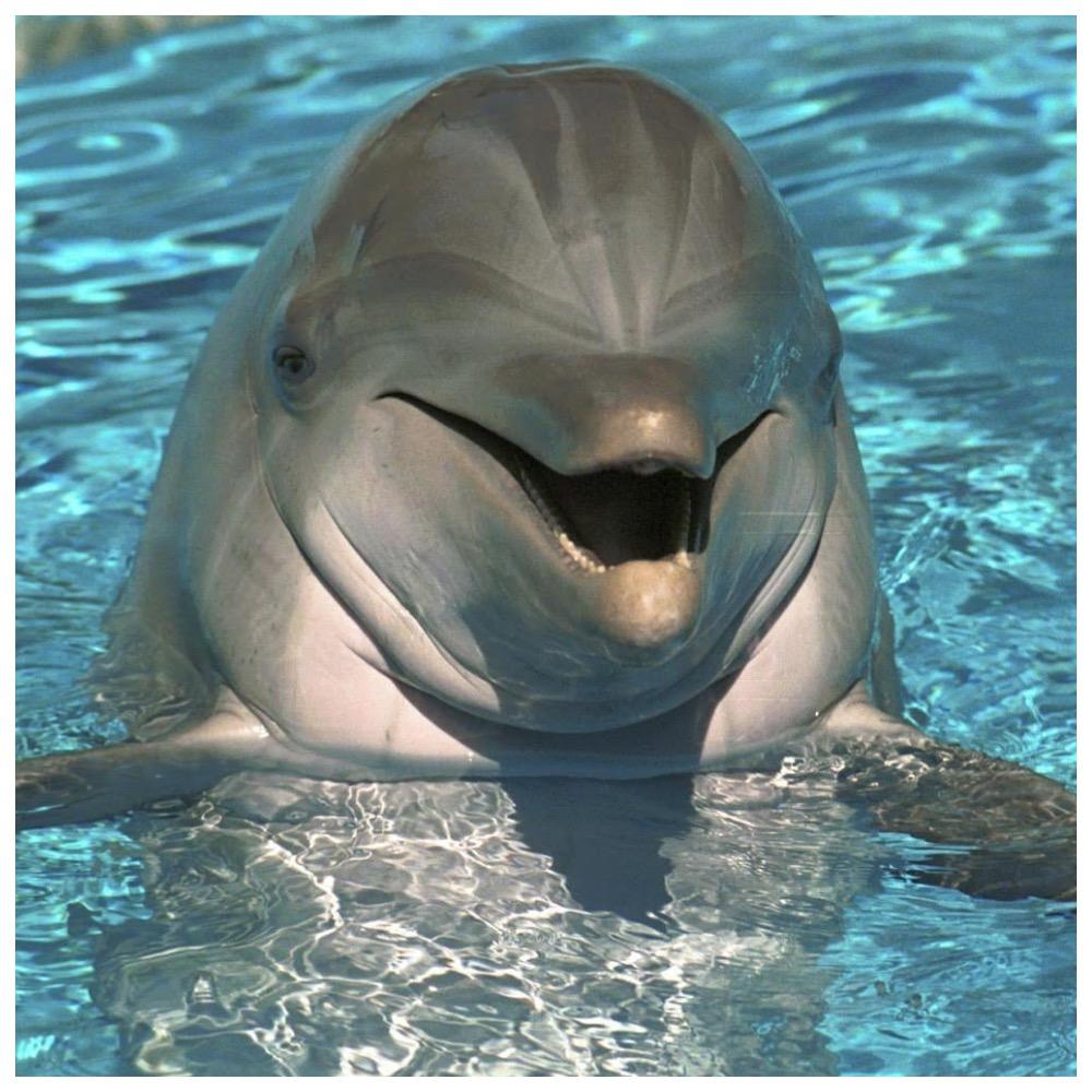 В России запретили вылов дельфинов
