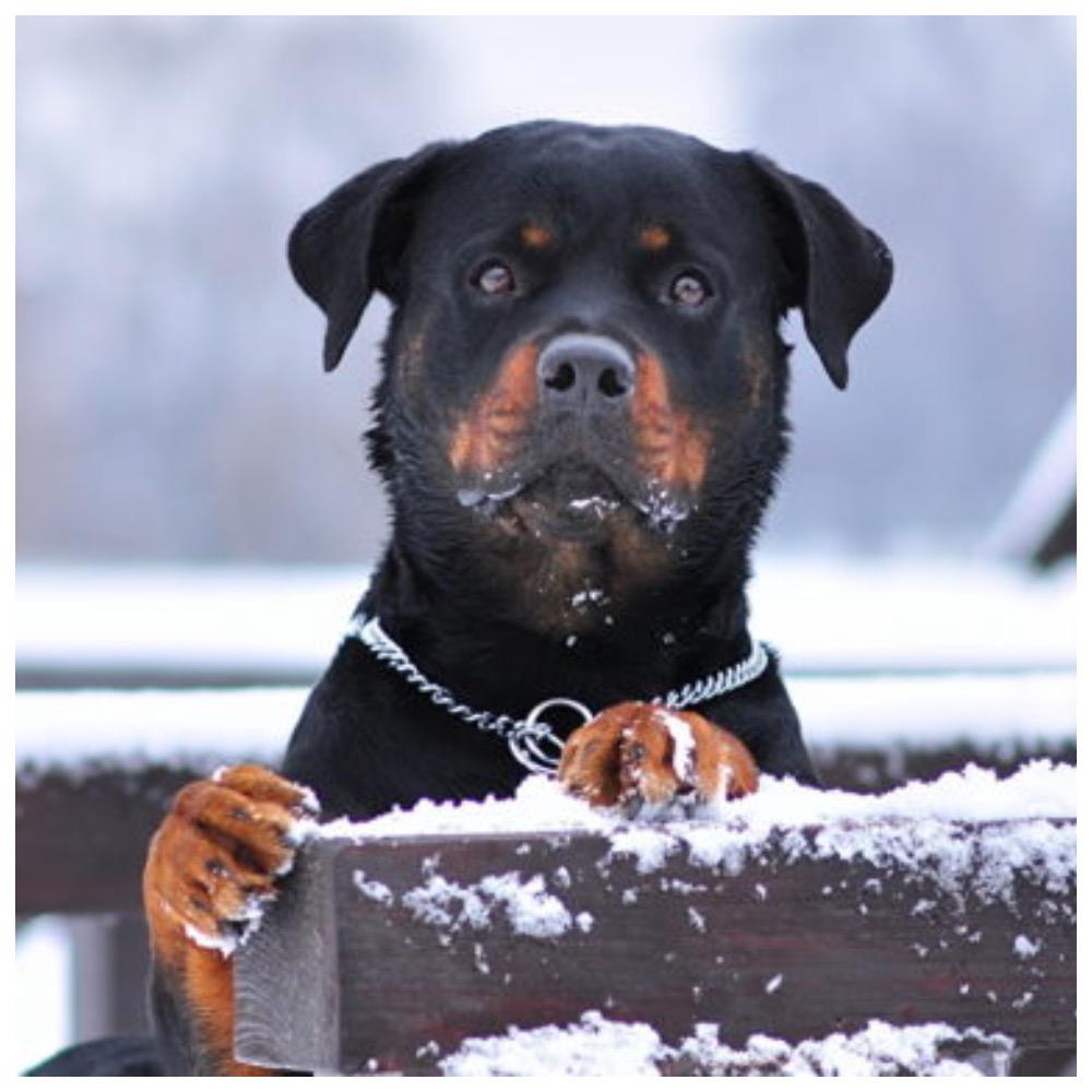 Опасаться ли владельцам собак клещей в зимний период?