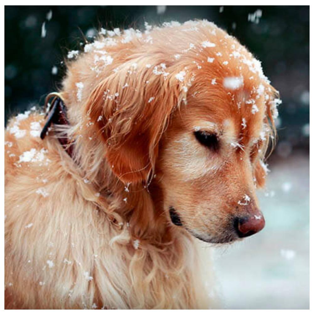 Зима опасна для собак! Но чем?
