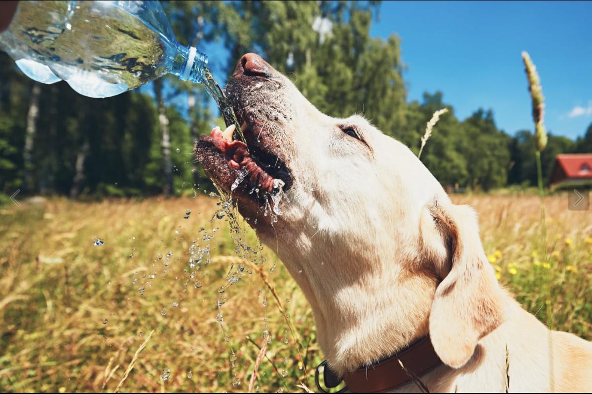 Чтобы избежать проблем со здоровьем у питомца, давайте собаке пить воду свежую комнатной температуры 