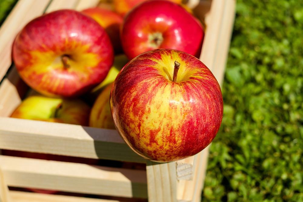 В фермерских садах осень не наступает, пока с ветки не снято последнее яблочко