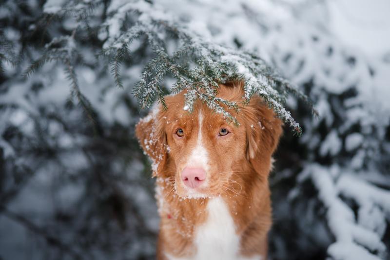 Зимой обращайте внимание на самочувствие собаки на улице