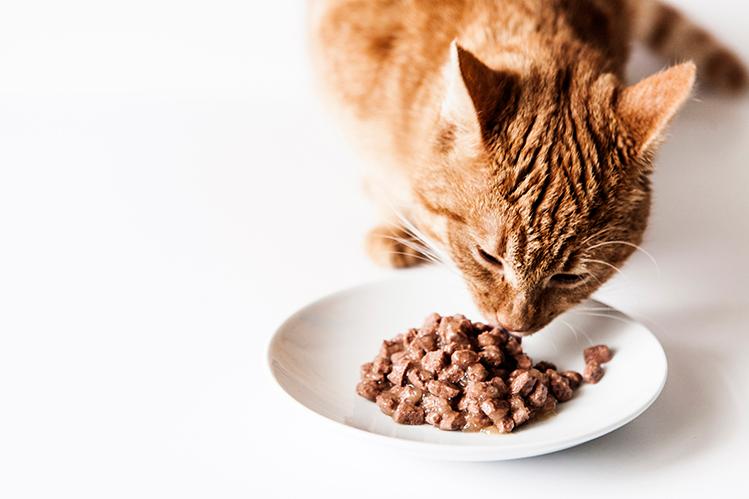 У влажного корма более сильный запах — это важный фактор при выборе корма для кошки