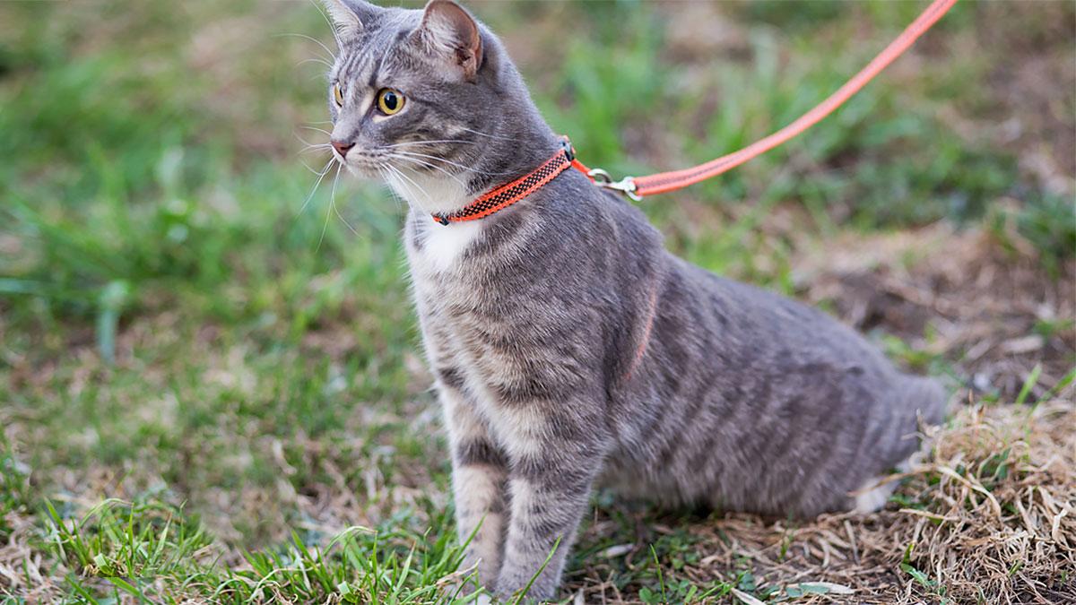 Некоторые кошки любят свежую траву и могут сразу начать ее есть на прогулке
