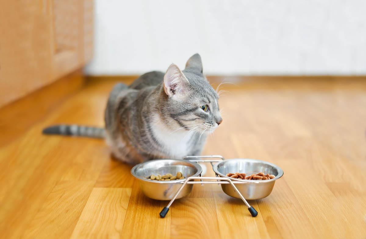 При правильной комбинации кормов ваша кошка сможет получать необходимую норму углеводов, белков, жиров, минералов и витаминов