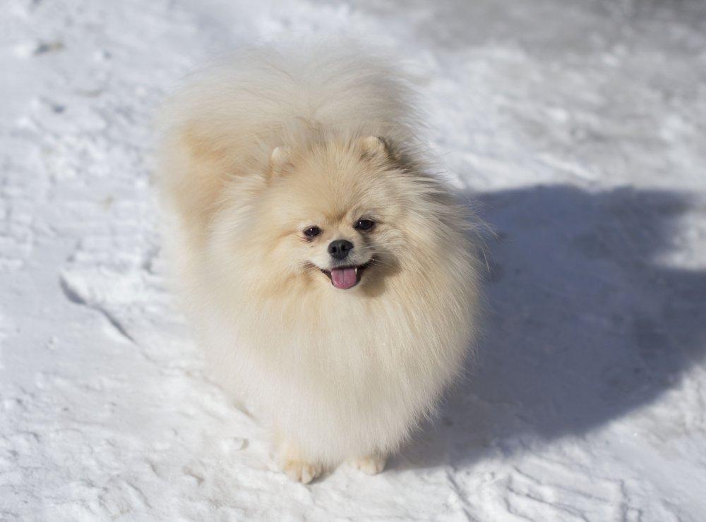 Собак с кличкой Снежинка 576