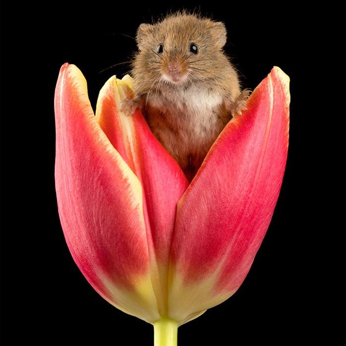 "Настоящие модели!": британец фотографирует мышей необычным способом