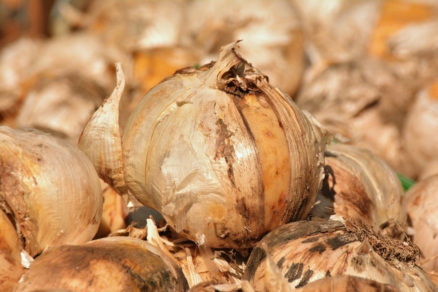 В Швейцарии раскопали 1500-летнюю луковицу