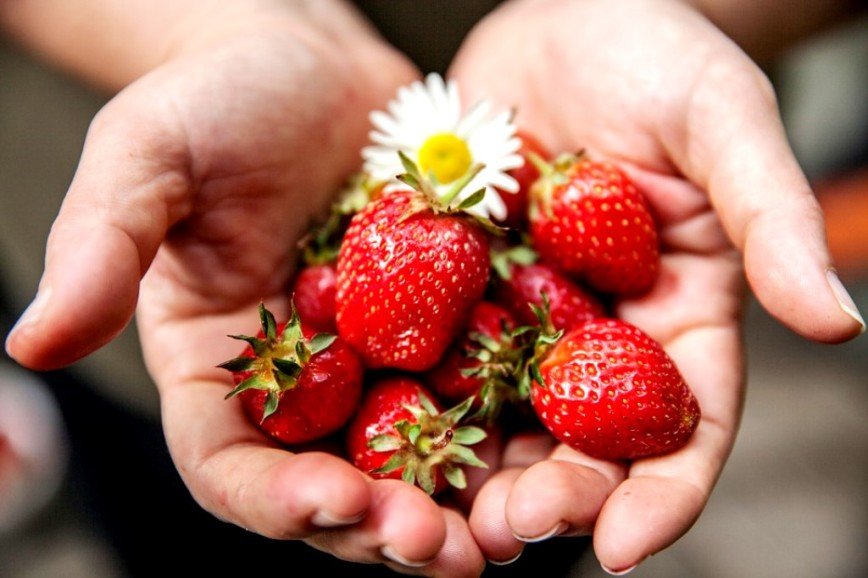 Клубничка для взрослых: как своими руками вырастить ароматные ягоды и собирать урожай вплоть до осени