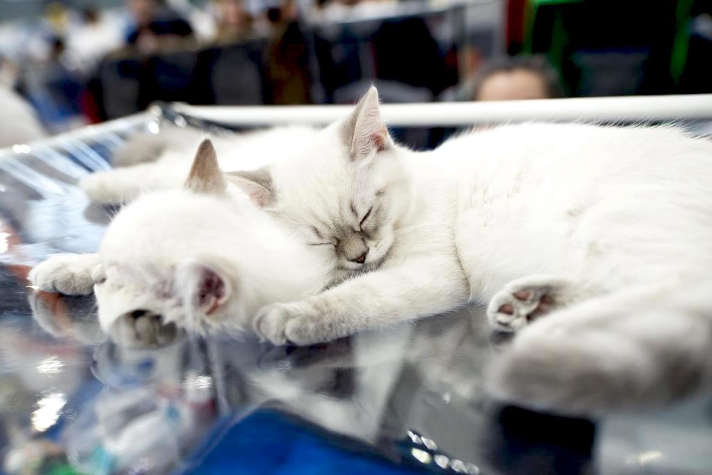 Все шансы попасть в Книгу рекордов России: выставка кошек «Кэтсбург» отметит юбилей новым рекордом
