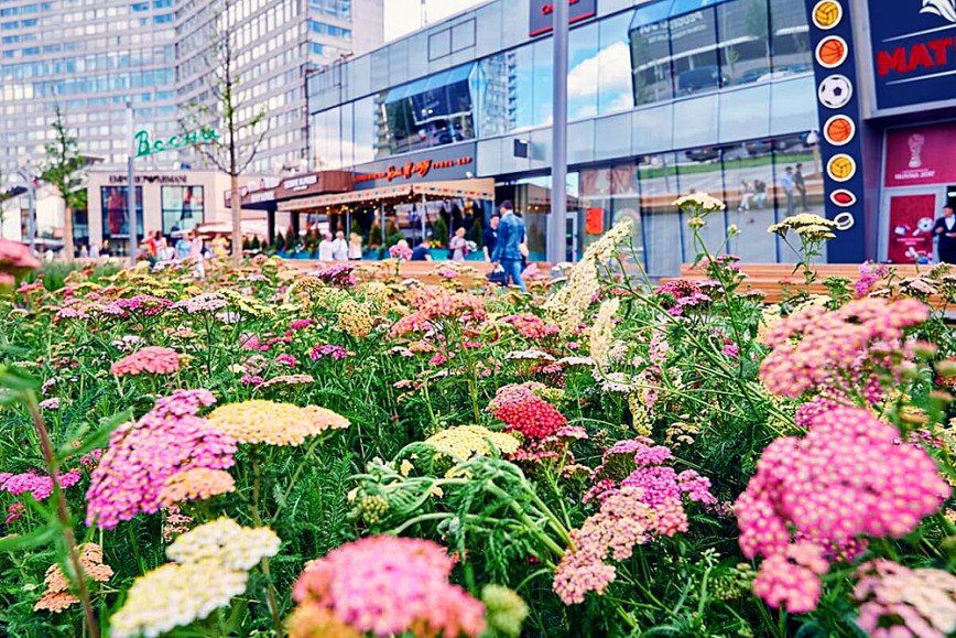 Цветущие сады вырастут на Новом Арбате на фестивале "Цветочный джем"