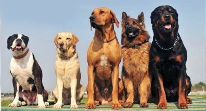 Российская кинологическая федерация приглашает на фестиваль для владельцев собак