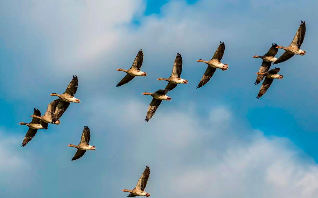 Издательство «Бомбора» встречает перелетных птиц и устраивает экологические акции