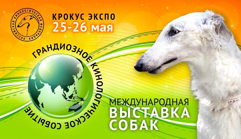 Ближайшая выставка собак. На выставке собак. Приглашение на выставку собак. Международная выставка собак. Интернациональная выставка собак.