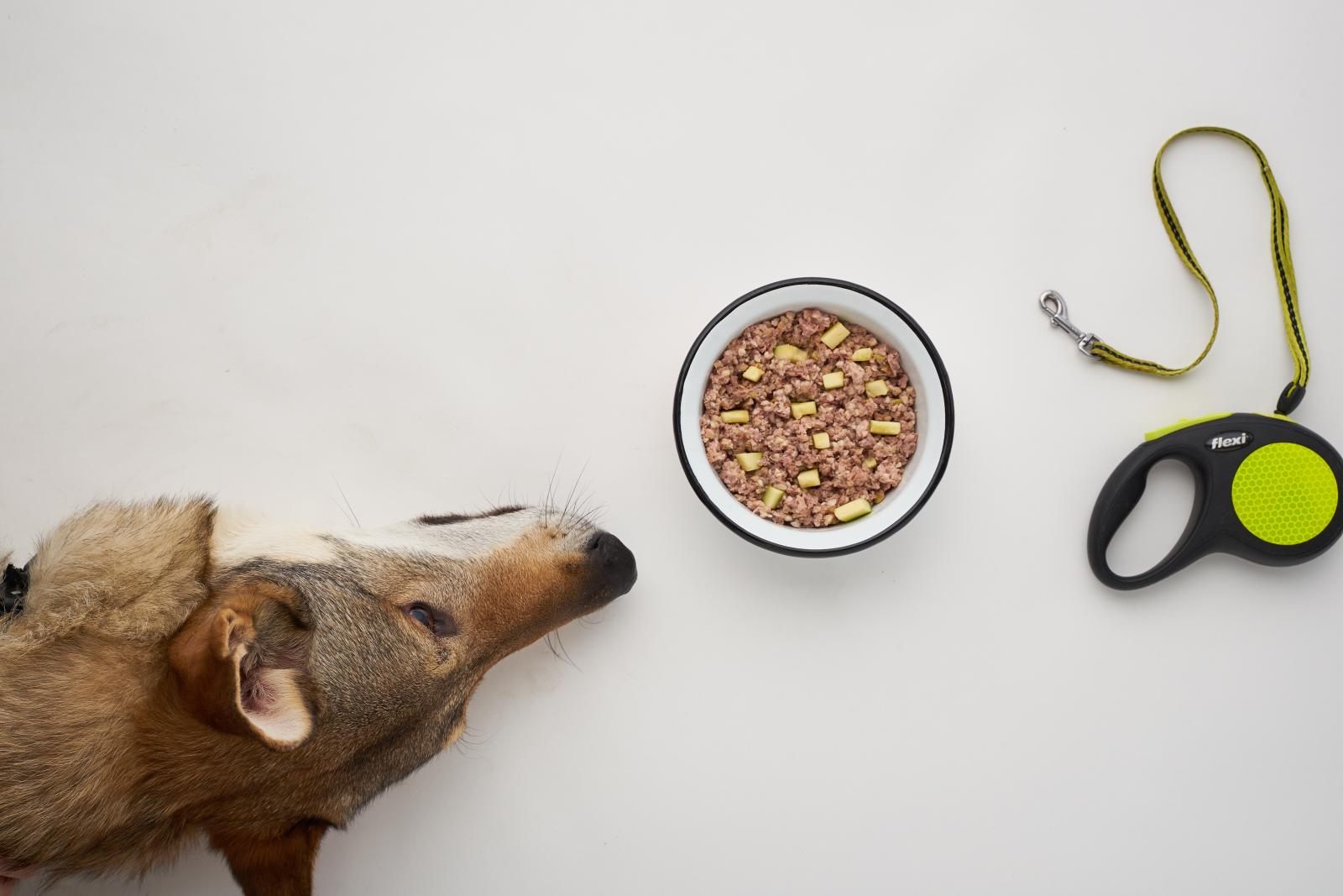 «Счастливый Животик»: в Москве запустили уникальный сервис по приготовлению и доставке готовой еды для собак