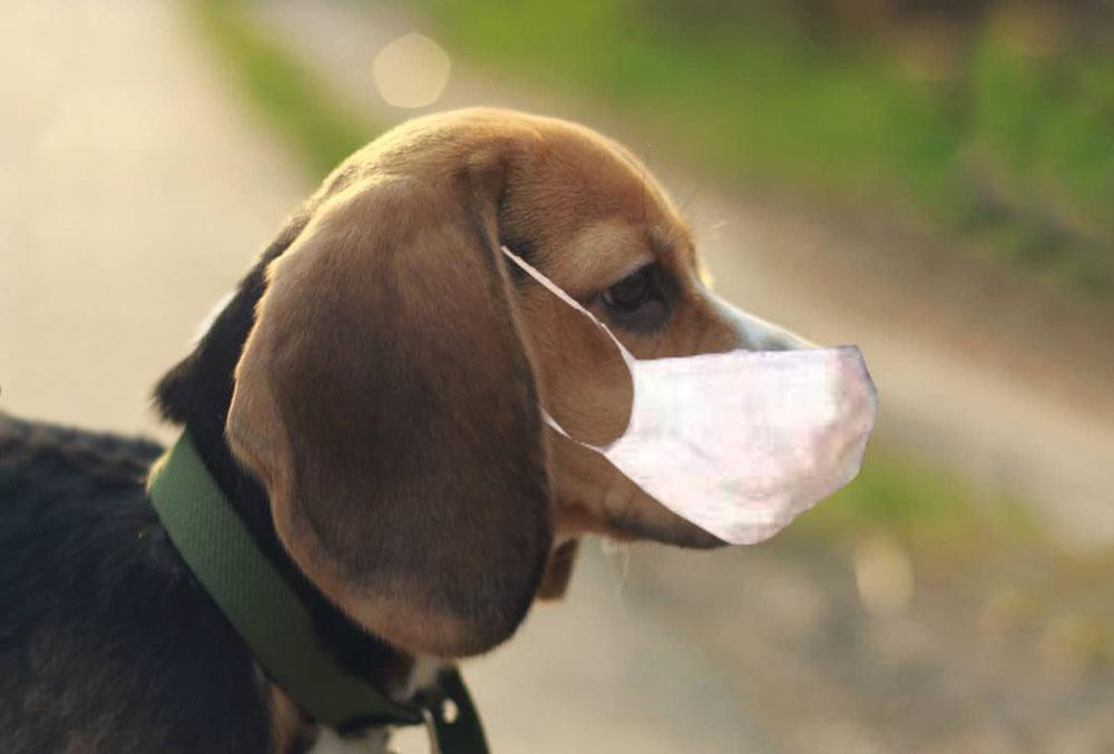 Собака-гуляка: кинологи рассказали, могут ли животные подцепить Covid-19 и как уберечь их лапы от средств дезинфекции