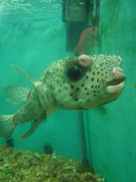 Cube trunkfish или рыба-коробочка  SimaN