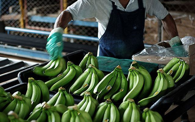 Как выращивают и собирают бананы