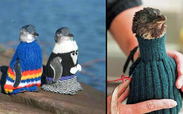 Свяжи свитер — спаси пингвина!