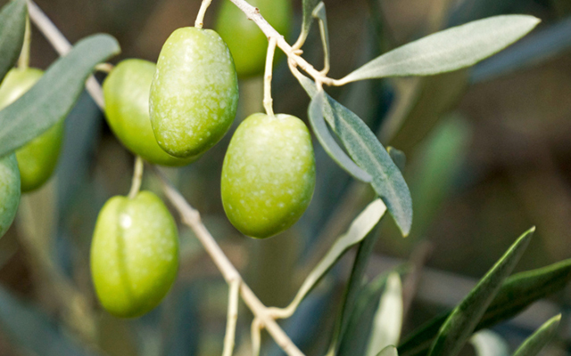 В оливковую рощу Дали пустят туристов