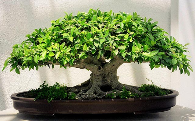 Бонсай — декоративное чудо-дерево