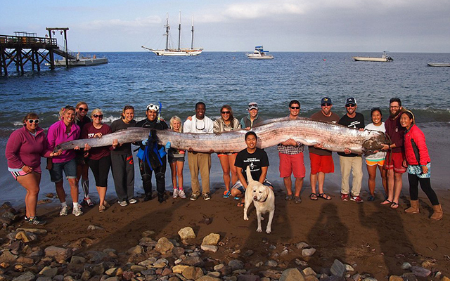 Морской монстр найден у побережья Калифорнии