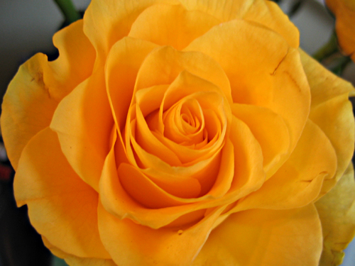 мои любимые розы - желтые :) Фифa