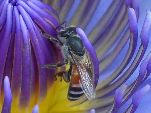 Тайская пчелка на тайском цветке :) MаmаEva
