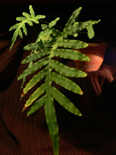 Polypodium aureum (Phlebodium aureum Smith). Род полиподиум (Polypodium) насчитывает 75 видов, которые представлены эпифитными и наземными папоротниками со слабо кожистыми перисторассеченными листьями. У них толстое, ветвящееся корневище покрыто темно- и светло-коричневыми чешуйками. Листья от корневища отходят рядами, с чем и связано название рода - многоножка. Сочные и сладкие корневища полиподиума (по-немецки полиподиум называют "сладким корнем") содержат глюкозиды, яблочную кислоту и сапонины.

Виды этого рода, в большинстве, - обитатели лесов тропической, реже - субтропической и умеренной зон. Их можно встретить на стволах и ветвях деревьев, на скалах, а изредка на почве. В зависимости от места обитания полиподиумы бывают листопадными или вечнозелеными. Зелень этих папоротников настолько разнообразна: род представлен экземплярами с простыми, перистыми и дваждыперистыми листьями, которые могут составлять в длину от 10 см до 1,5 метров. На нижней стороне листьев можно заметить круглые желто-оранжевые наросты - это спорангии. В комнатных условиях полиподиум спороносит редко. Tomcat