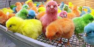 Четверо цыплят. Разноцветные цыплята. Голландские цыплята. Крашеные цыплята. Цыплята голландские разноцветные.