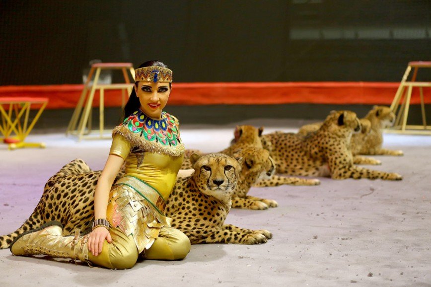 Дрессировщица гепардов Дарья Костюк: «Там, где появляется Дю Солей, цирки с животными закрываются»