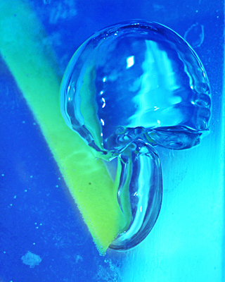 Грибок из воздушных пузырьков Яшмолочка