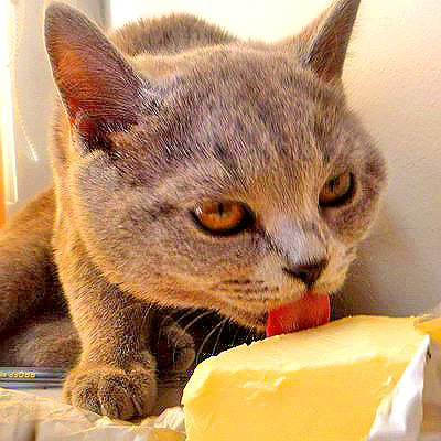 Картина маслом- кот ест масло.  Sсhаumа