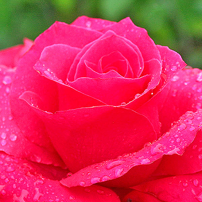 С днем рождения Ева.ру! Пусть наш сайт цветет, как эта летняя роза! :) Sсhаumа