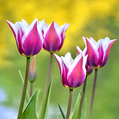 1 мая уже распускаются тюльпаны Schαumα
