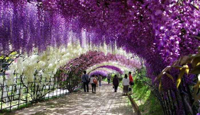 Изумительный тоннель глициний в саду цветов