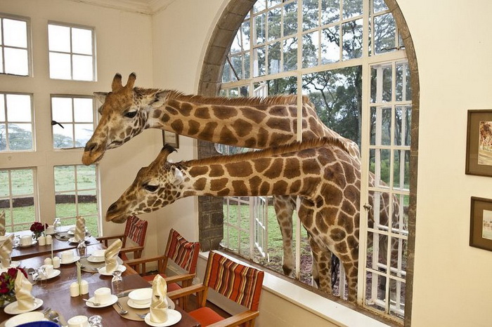 Дружелюбные жирафы в отеле Giraffe Manor!