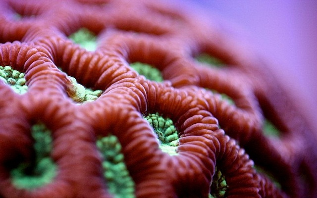 Макросъёмка: удивительные коралловые полипы