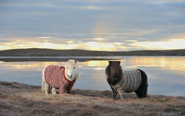 Милые шотландские пони в свитерах