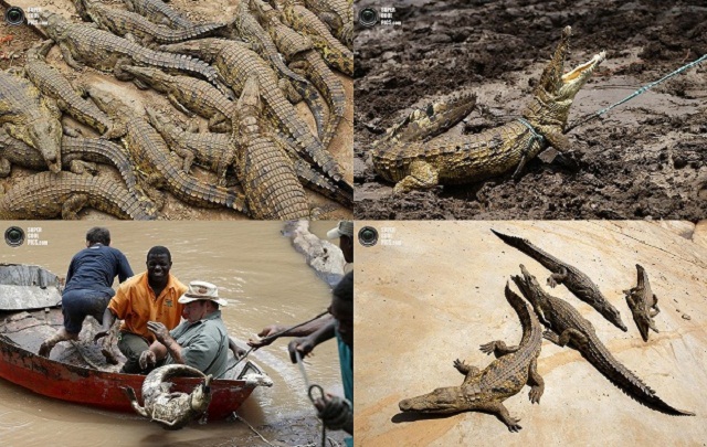 Нашествие крокодилов в реке Лимпопо