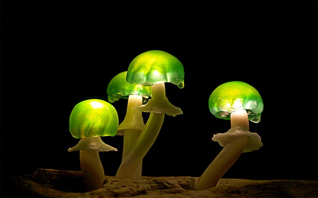 Люминесцентные чудо-грибочки