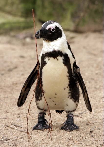 Пингвин  Pablo Escobar