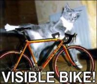 кошка на велосипеде